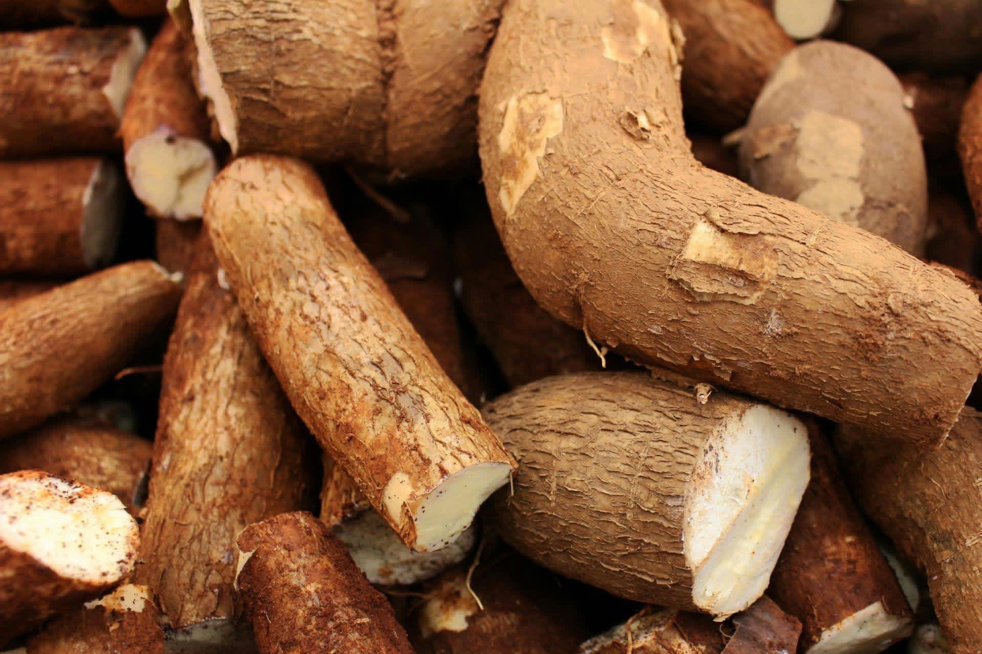 Fresh cassava roots used in Ugandan cooking