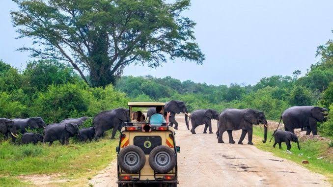A herd of elephants crossing the road during a safari drive