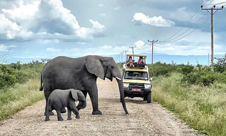 Adult elephant and calf crossing a safari road in front of a vehicle