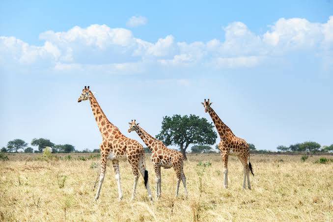 A group of giraffes standing on the savannah