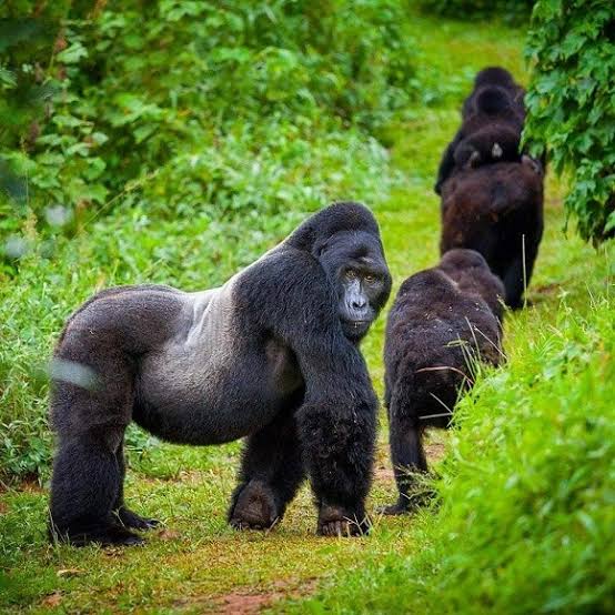 Mountain gorillas moving through a green forest clearing