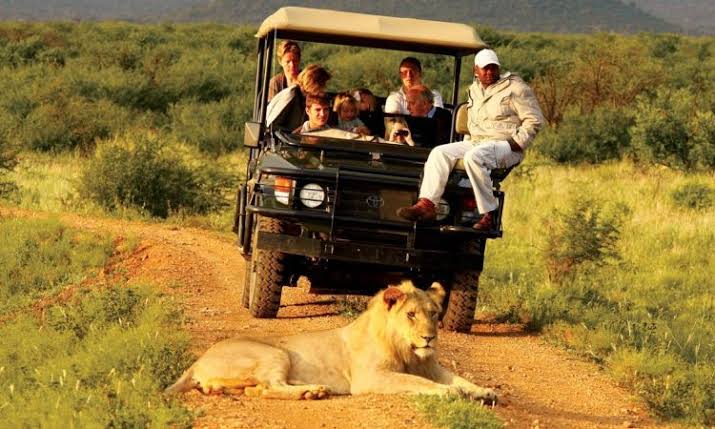 Safari guests watching a lion from an open four-wheel-drive vehicle