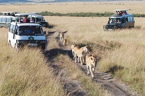 Lions walking between safari vehicles on an open game track