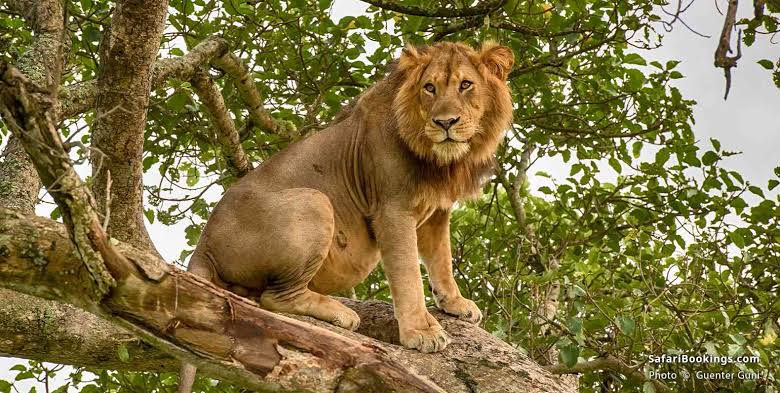 Lion resting high in the branches of a tree